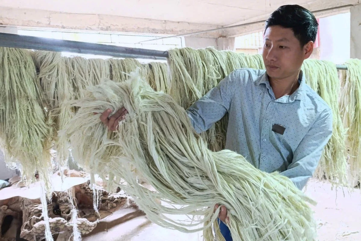 Biến lá dứa thành tơ sợi và phân bón vi sinh bảo vệ đồng ruộng Biến lá dứa thành tơ sợi và phân bón vi sinh bảo vệ đồng ruộng