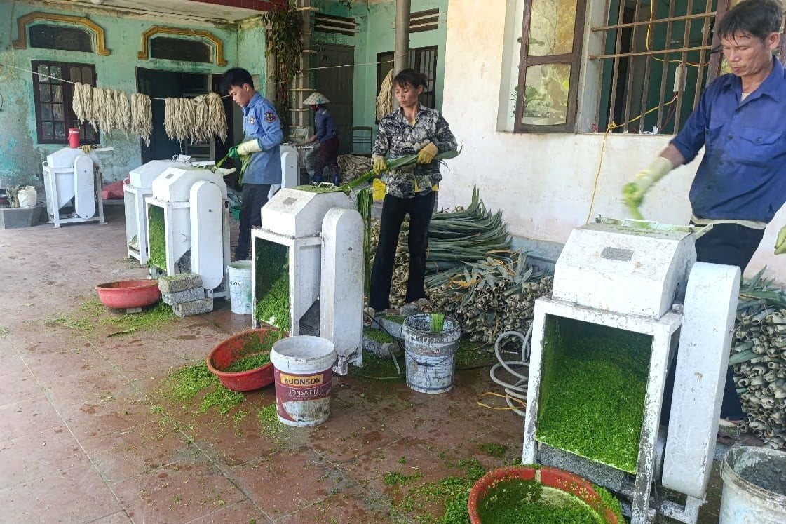 Biến lá dứa thành tơ sợi và phân bón vi sinh bảo vệ đồng ruộng Biến lá dứa thành tơ sợi và phân bón vi sinh bảo vệ đồng ruộng