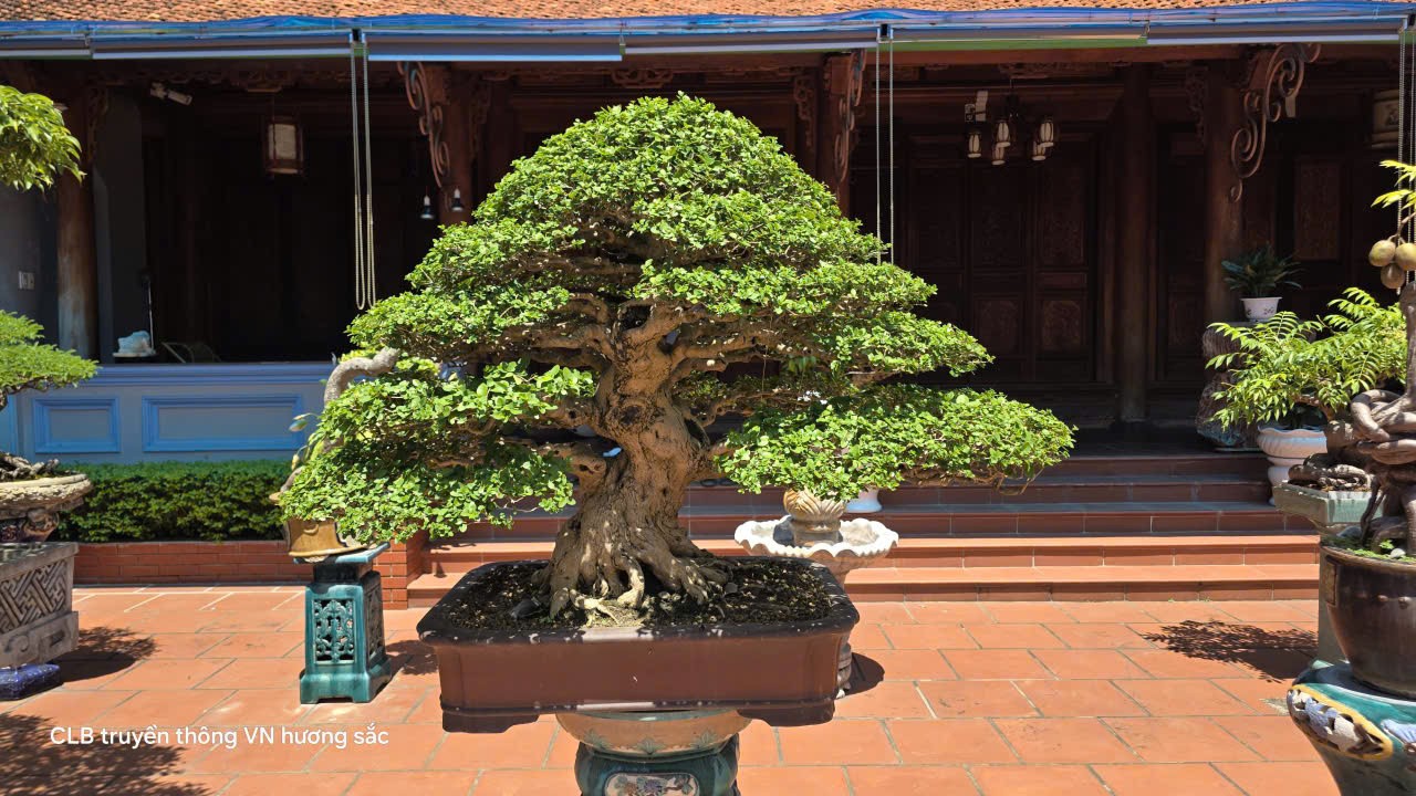 Đá cũng có đôi, cây cũng có hồn trong khu vườn của nghệ nhân Nguyễn Mạnh Tiến Đá cũng có đôi, cây cũng có hồn trong khu vườn của nghệ nhân Nguyễn Mạnh Tiến