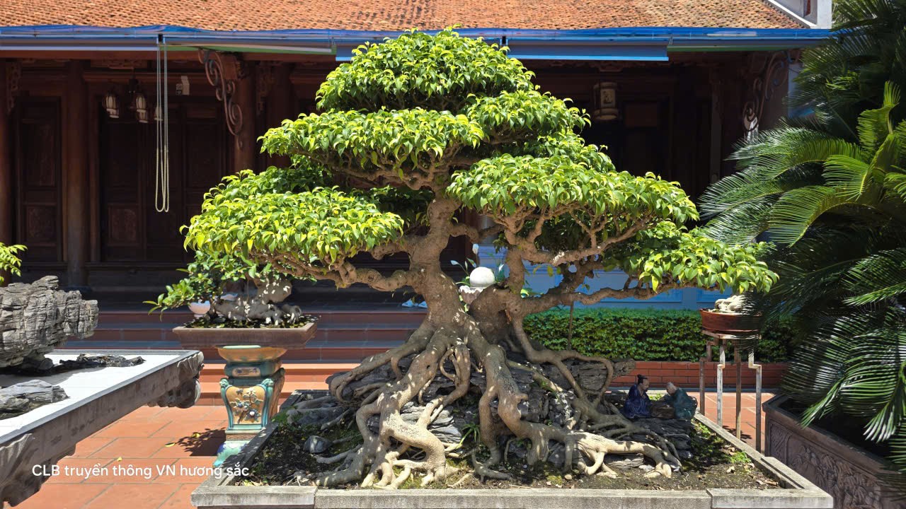 Đá cũng có đôi, cây cũng có hồn trong khu vườn của nghệ nhân Nguyễn Mạnh Tiến Đá cũng có đôi, cây cũng có hồn trong khu vườn của nghệ nhân Nguyễn Mạnh Tiến