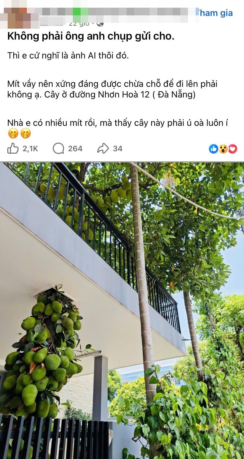 Cây mít hơn 16 năm tuổi ở Đà Nẵng gây sốt vì trái mọc kín từ gốc đến ngọn Cây mít hơn 16 năm tuổi ở Đà Nẵng gây sốt vì trái mọc kín từ gốc đến ngọn