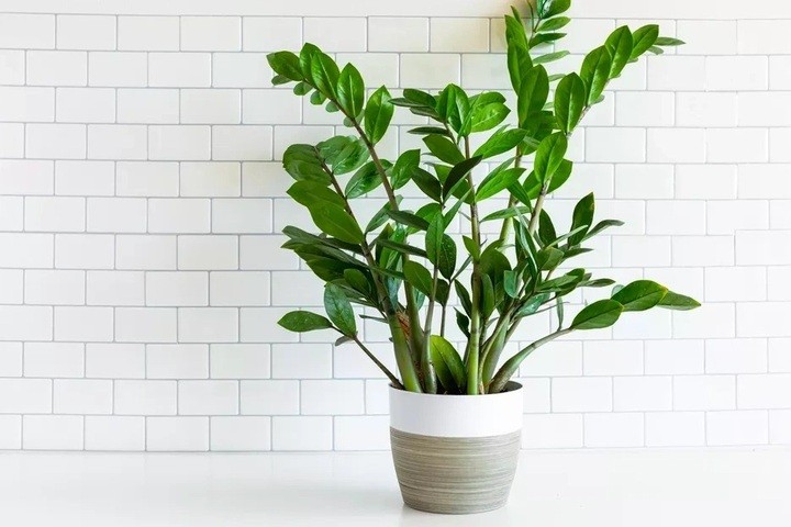 Tận dụng bã trà làm phân bón hữu cơ cho cây văn phòng Tận dụng bã trà làm phân bón hữu cơ cho cây văn phòng