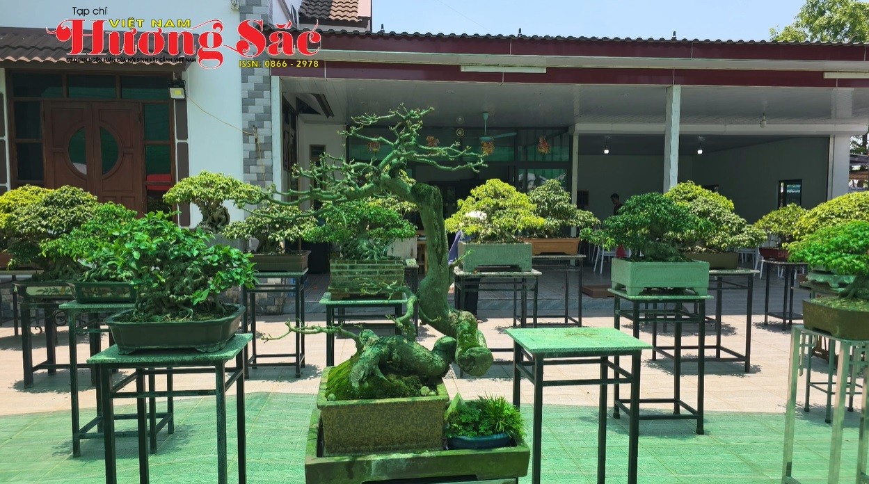 Thái Nguyên thành lập Câu lạc bộ Bonsai, ra mắt không gian kết nối người yêu cây cảnh Thái Nguyên thành lập Câu lạc bộ Bonsai, ra mắt không gian kết nối người yêu cây cảnh