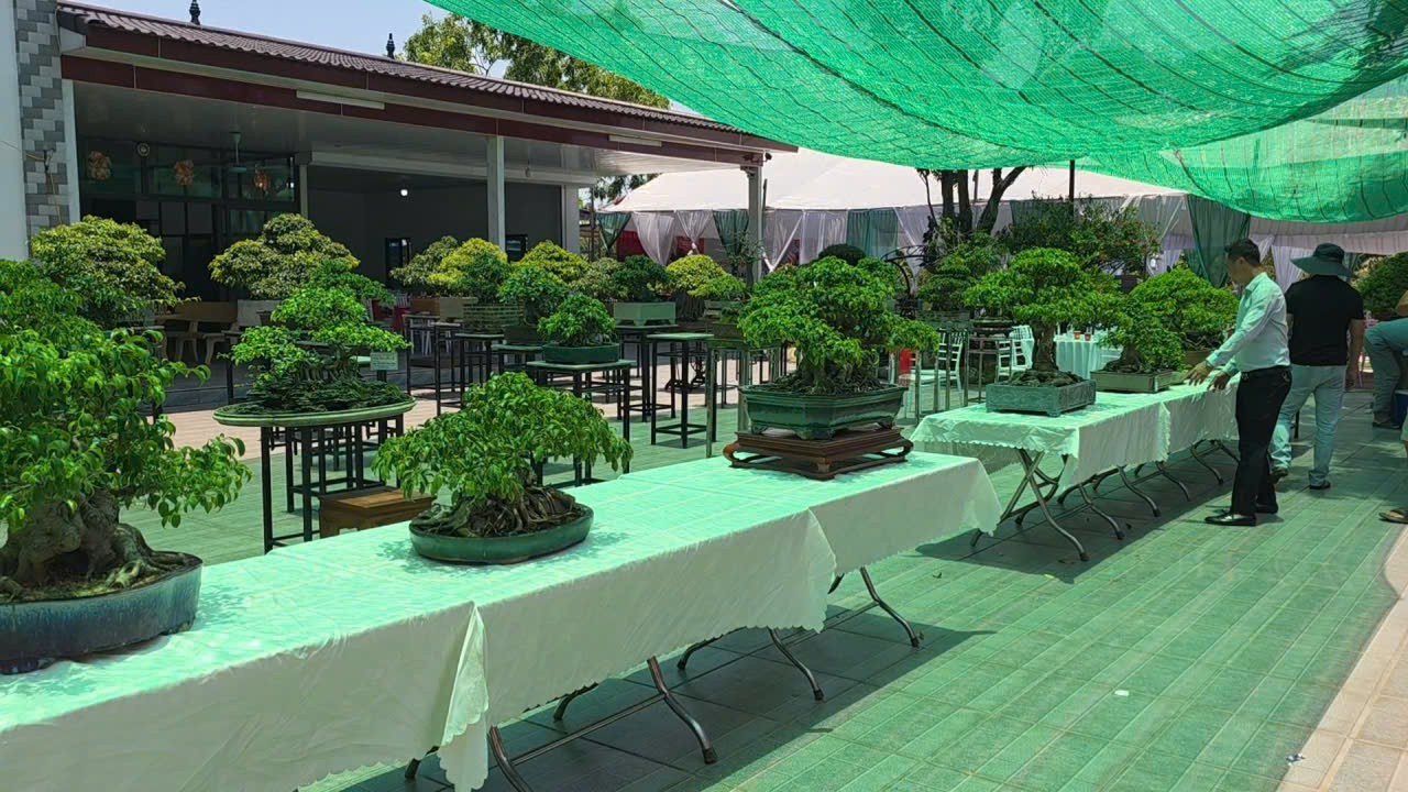 Thái Nguyên thành lập Câu lạc bộ Bonsai, ra mắt không gian kết nối người yêu cây cảnh Thái Nguyên thành lập Câu lạc bộ Bonsai, ra mắt không gian kết nối người yêu cây cảnh