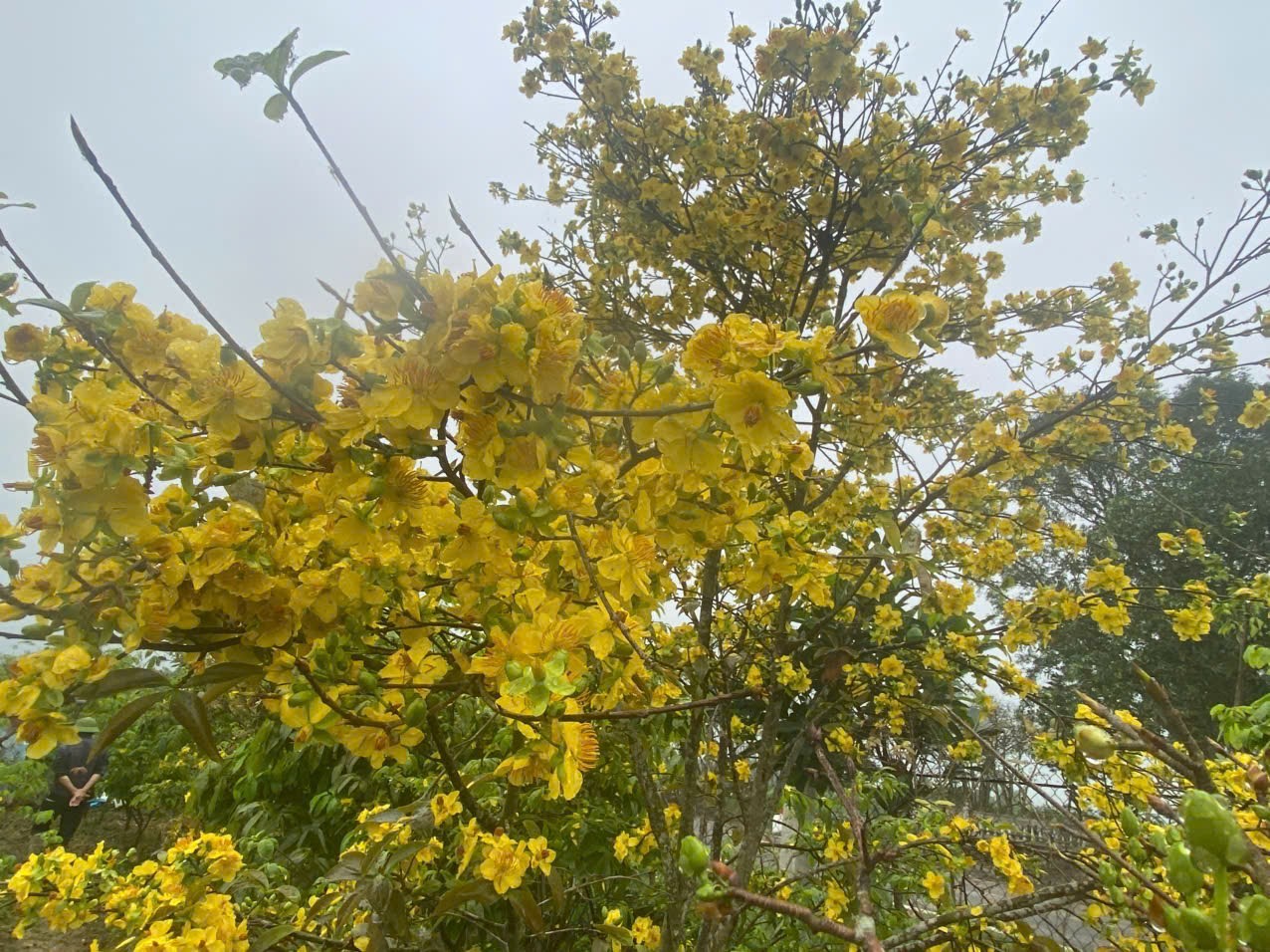 Phát triển cây Mai vàng (Ochna integerrima L.Merr) ở Ninh Bình Phát triển cây Mai vàng (Ochna integerrima L.Merr) ở Ninh Bình