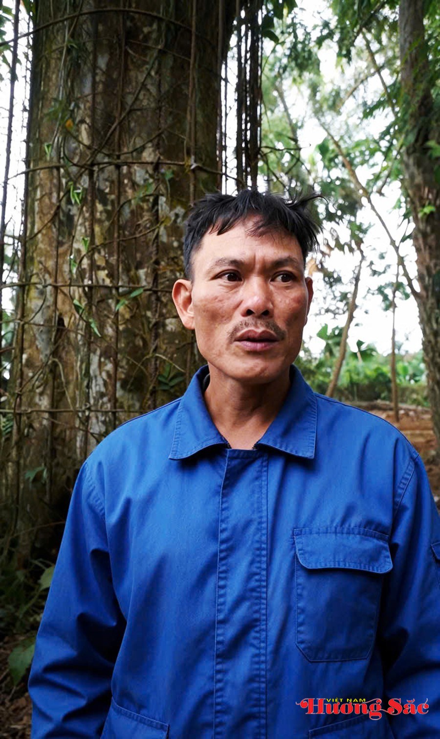 Hà Tĩnh: Bảo tồn “báu vật thiên nhiên” cây trầm hương tổ hơn 5 thế kỷ Hà Tĩnh: Bảo tồn “báu vật thiên nhiên” cây trầm hương tổ hơn 5 thế kỷ