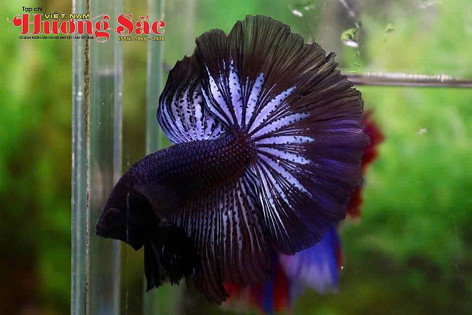 Nghệ thuật sống dưới nước: Sức hút từ loài cá Betta và tuyệt tác Halfmoon Nghệ thuật sống dưới nước: Sức hút từ loài cá Betta và tuyệt tác Halfmoon