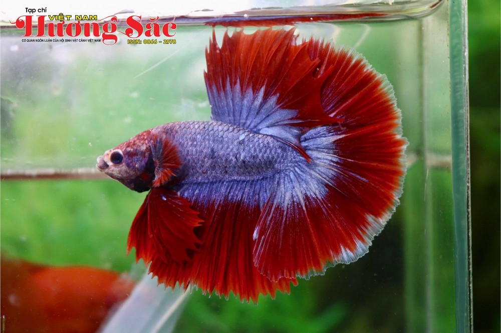 Nghệ thuật sống dưới nước: Sức hút từ loài cá Betta và tuyệt tác Halfmoon Nghệ thuật sống dưới nước: Sức hút từ loài cá Betta và tuyệt tác Halfmoon