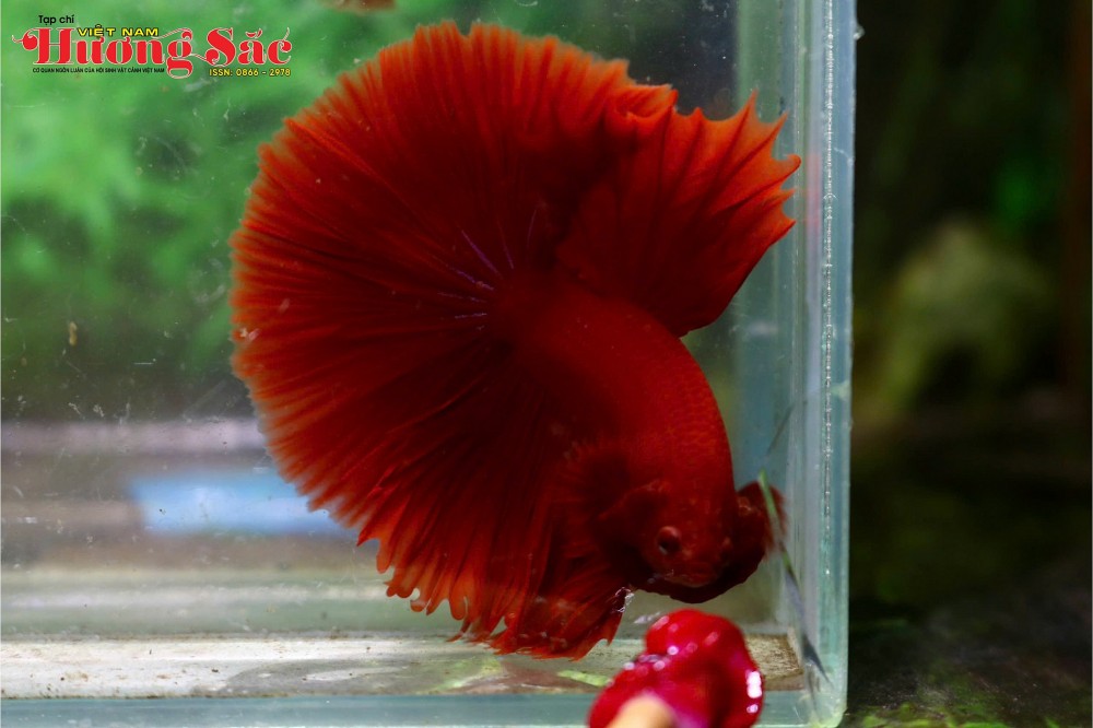 Nghệ thuật sống dưới nước: Sức hút từ loài cá Betta và tuyệt tác Halfmoon Nghệ thuật sống dưới nước: Sức hút từ loài cá Betta và tuyệt tác Halfmoon