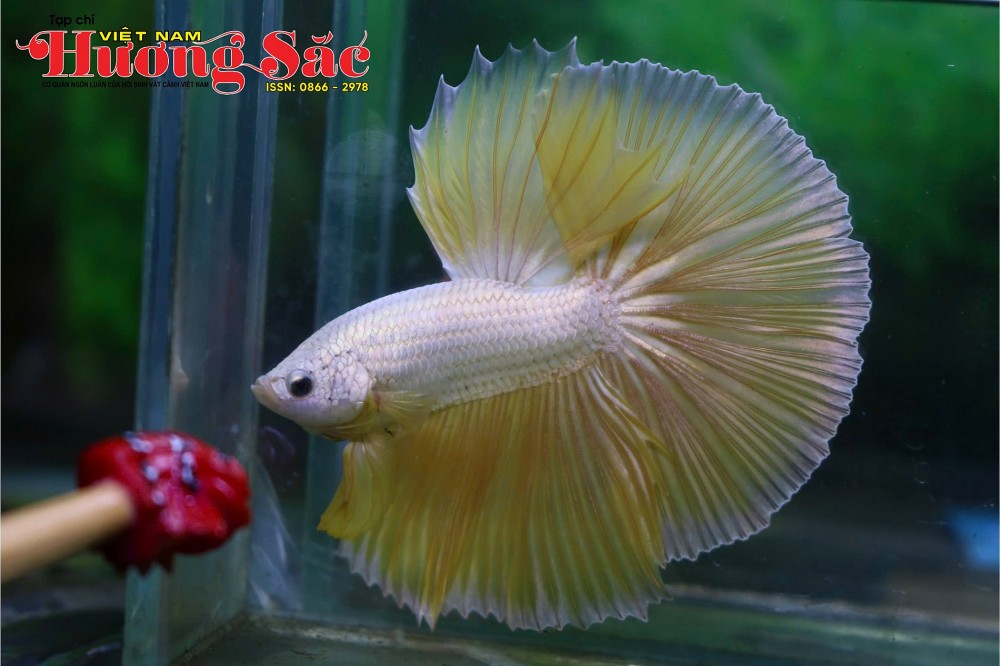 Nghệ thuật sống dưới nước: Sức hút từ loài cá Betta và tuyệt tác Halfmoon Nghệ thuật sống dưới nước: Sức hút từ loài cá Betta và tuyệt tác Halfmoon