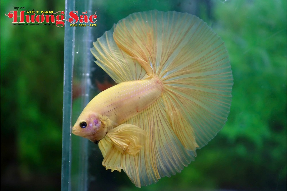Nghệ thuật sống dưới nước: Sức hút từ loài cá Betta và tuyệt tác Halfmoon Nghệ thuật sống dưới nước: Sức hút từ loài cá Betta và tuyệt tác Halfmoon