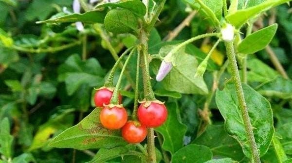 Lạng Sơn ưu tiên phát triển 17 loại dược liệu có giá trị y tế và kinh tế cao Lạng Sơn ưu tiên phát triển 17 loại dược liệu có giá trị y tế và kinh tế cao