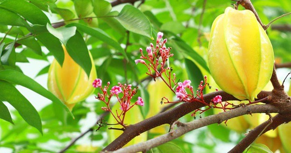 Hiện tượng cây khế ra hoa và những điều không phải ai cũng biết