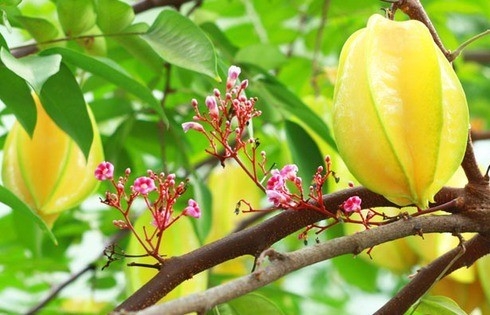 Hiện tượng cây khế ra hoa và những điều không phải ai cũng biết