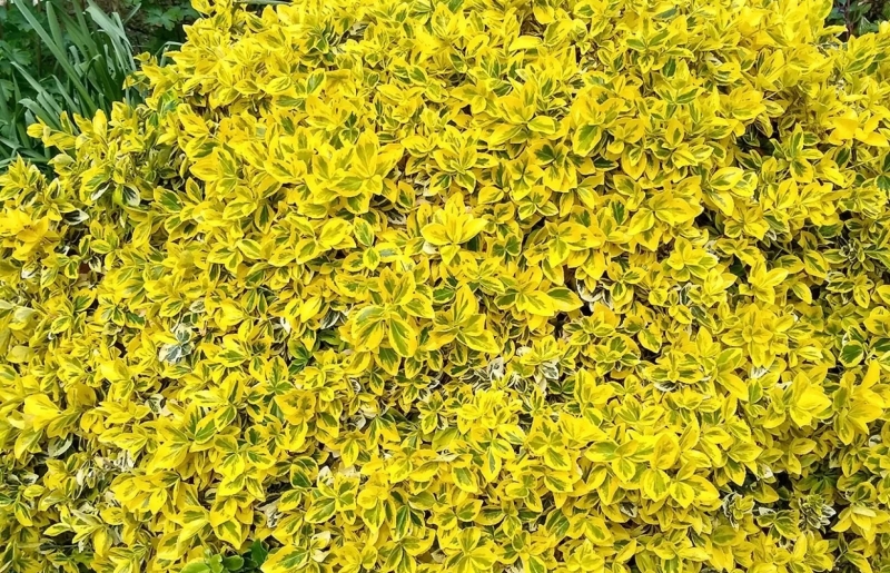 Cây cảnh được ví như “vàng giữ ngọc”, vừa tô điểm không gian vừa mang ý nghĩa cát lành