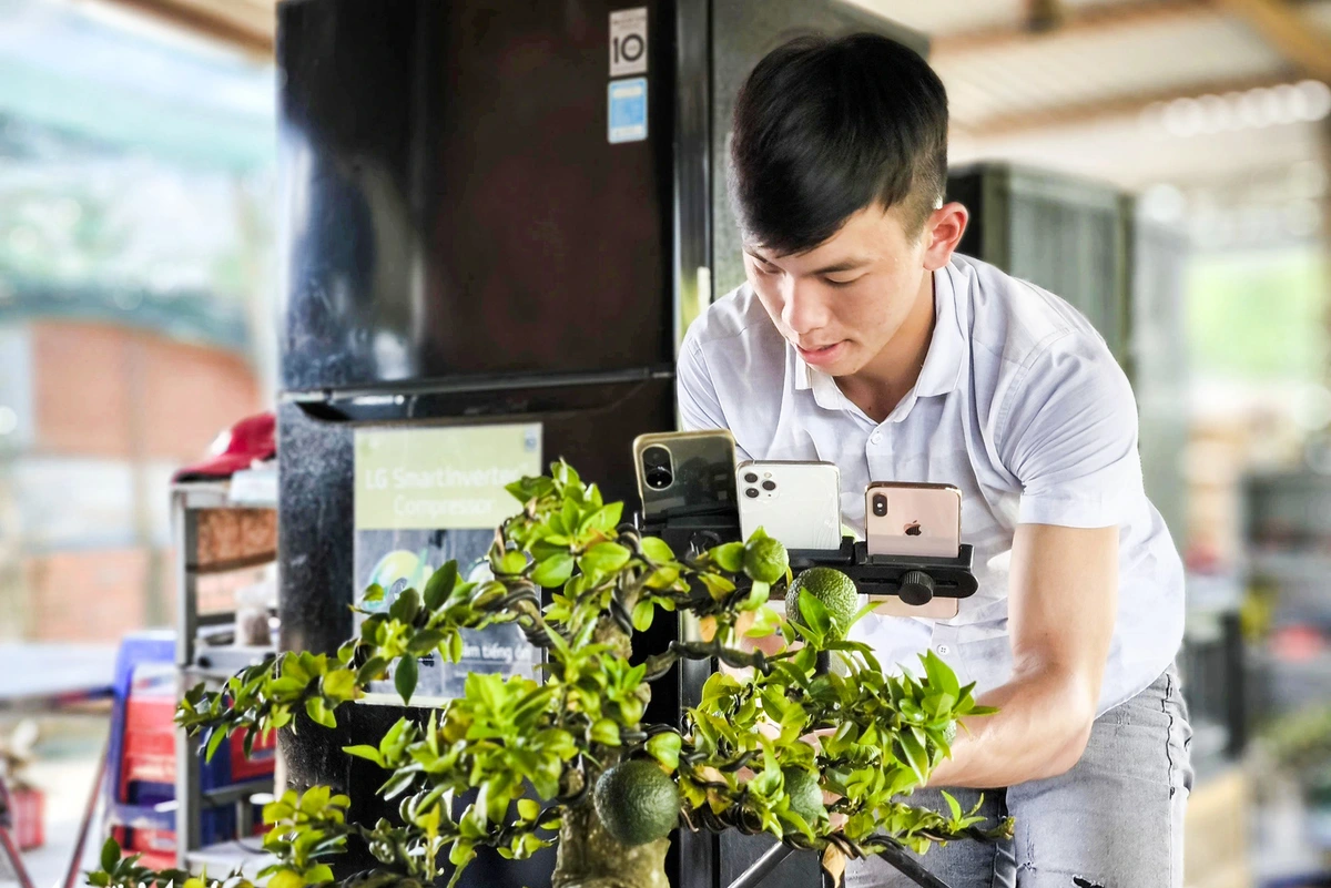Bonsai thời bùng nổ livestream: Cuộc chuyển mình của một thú chơi truyền thống