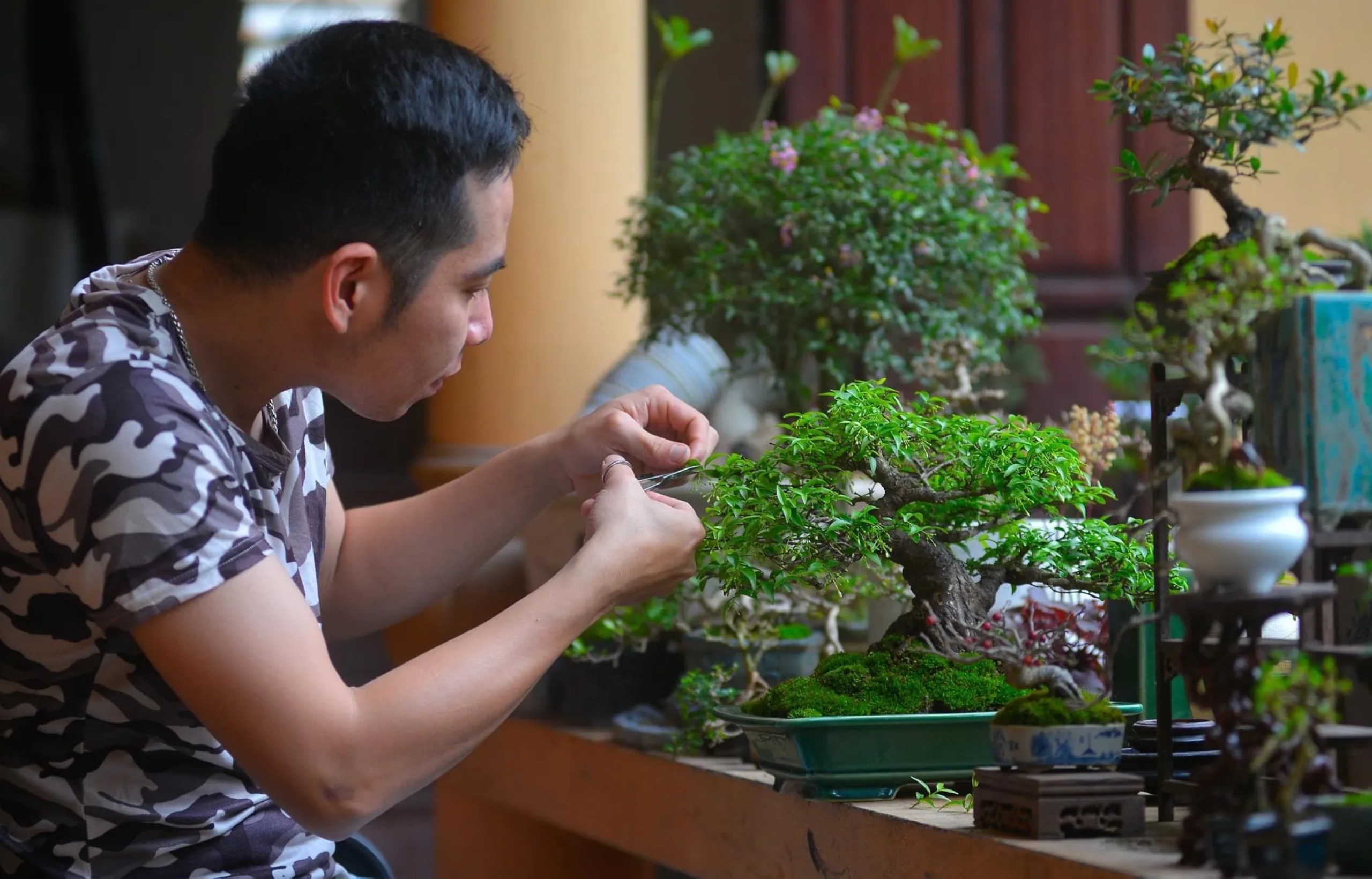 Bonsai thời bùng nổ livestream: Cuộc chuyển mình của một thú chơi truyền thống