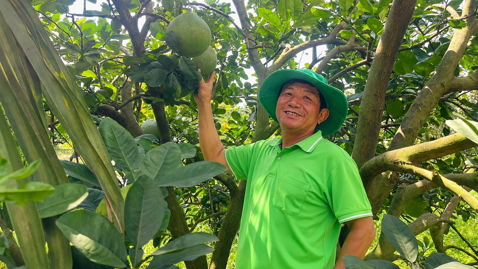 Kinh tế sinh vật cảnh: Bưởi da xanh giúp nông dân Tân Vĩnh Lộc thu tiền tỷ mỗi năm