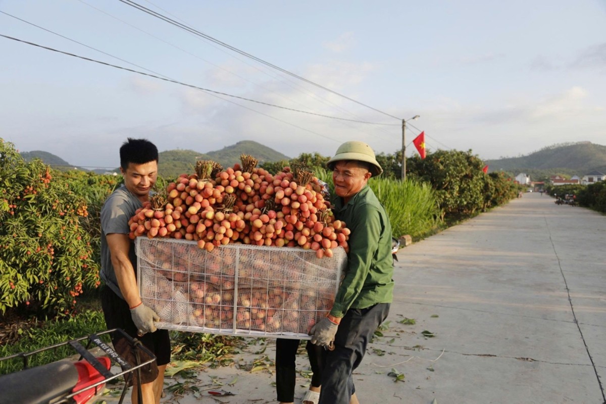 Vải Bắc Ninh được săn đón, doanh nghiệp lo thiếu nguyên liệu chế biến và xuất khẩu Vải Bắc Ninh được săn đón, doanh nghiệp lo thiếu nguyên liệu chế biến và xuất khẩu