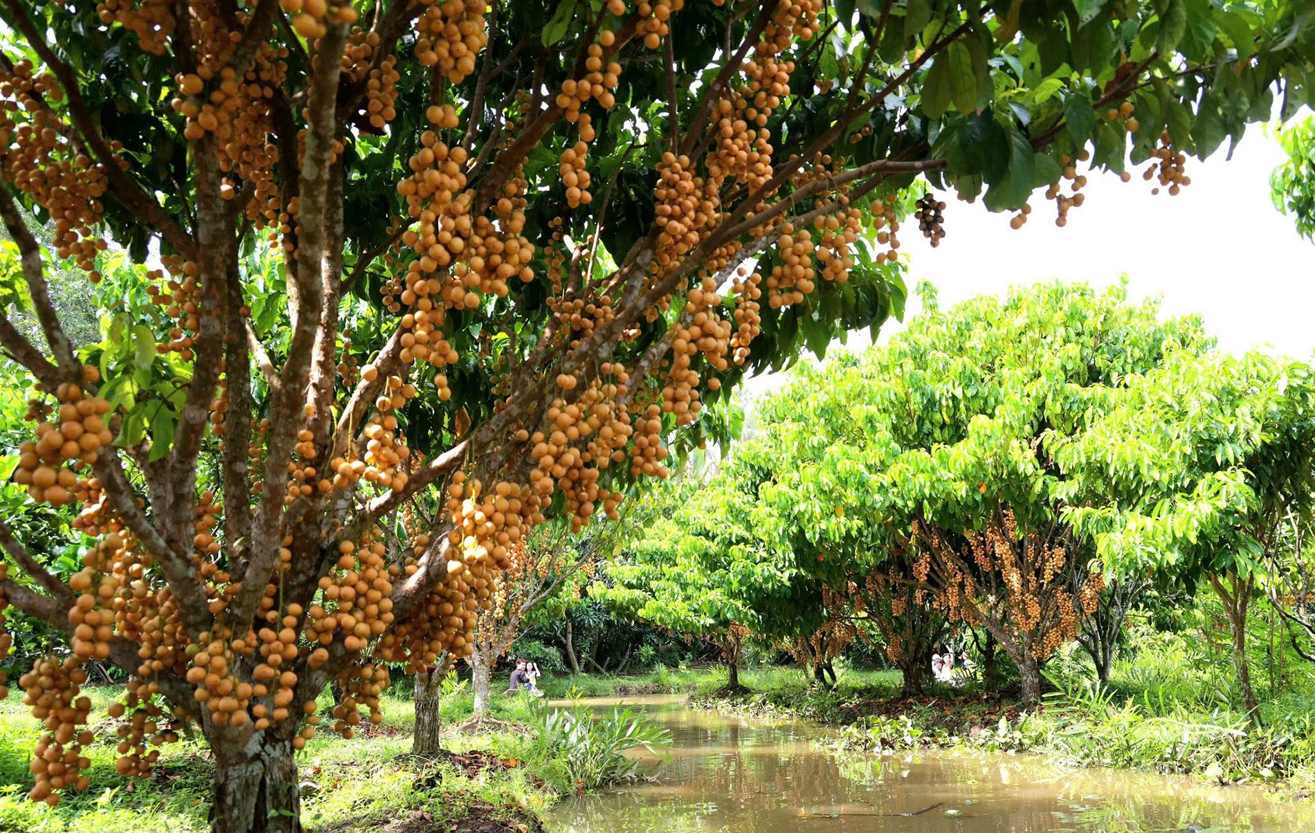 Kinh tế sinh vật cảnh kết hợp du lịch sinh thái: Hướng đi mới từ khu vườn gần 2ha ở Cần Thơ Kinh tế sinh vật cảnh kết hợp du lịch sinh thái: Hướng đi mới từ khu vườn gần 2ha ở Cần Thơ