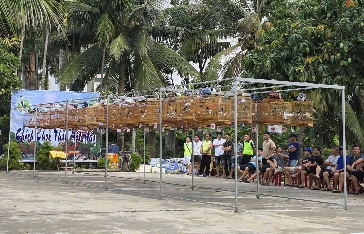 Hải Phòng: Tưng bừng Hội thi Chích Chòe Than Hót Múa Hải Phòng: Tưng bừng Hội thi Chích Chòe Than Hót Múa