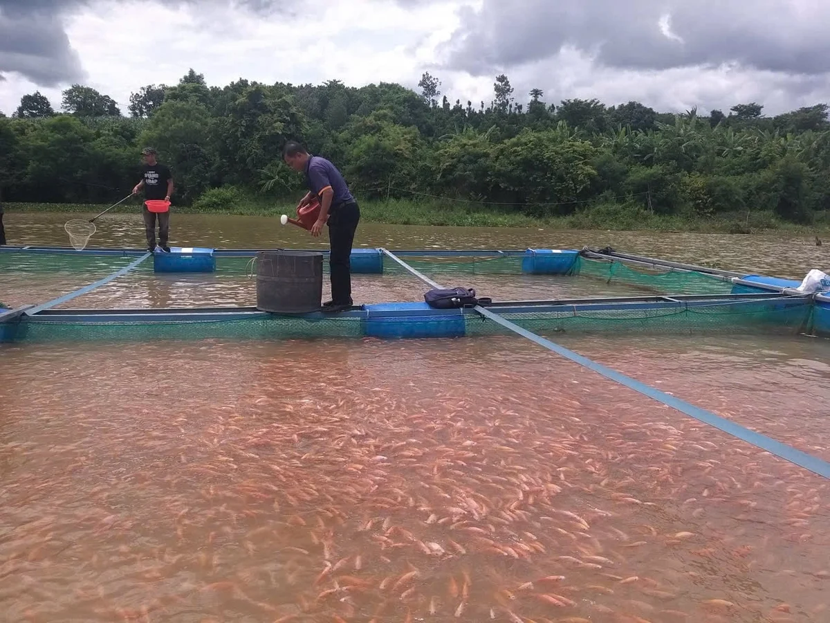 Giữ sinh kế từ cá lồng bè trong thời tiết cực đoan Giữ sinh kế từ cá lồng bè trong thời tiết cực đoan