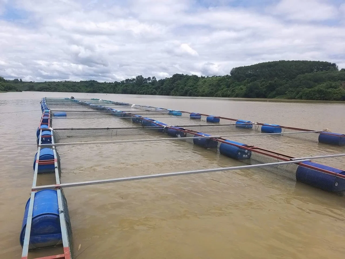 Giữ sinh kế từ cá lồng bè trong thời tiết cực đoan Giữ sinh kế từ cá lồng bè trong thời tiết cực đoan
