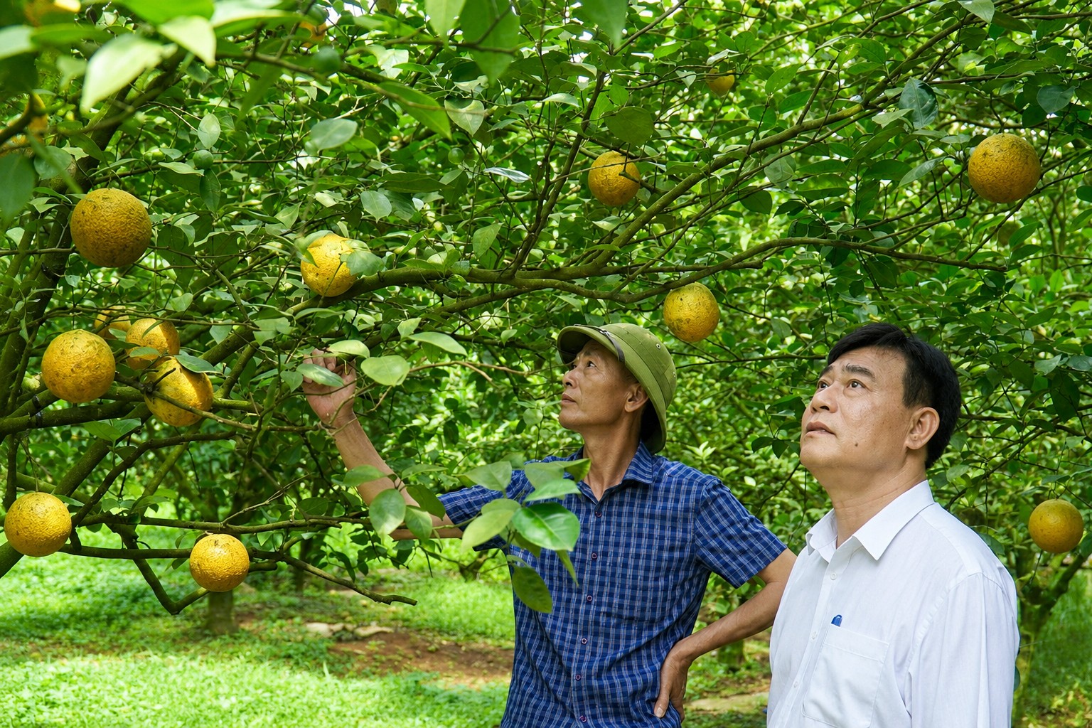 Cam Vinh đổi quê, bén rễ trên đất Thanh Hóa, thương lái tranh nhau đặt mua Cam Vinh đổi quê, bén rễ trên đất Thanh Hóa, thương lái tranh nhau đặt mua