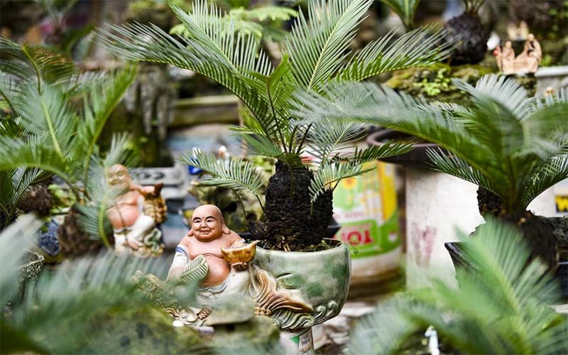 Cây vạn tuế - vẻ đẹp trường tồn và những giá trị vượt thời gian