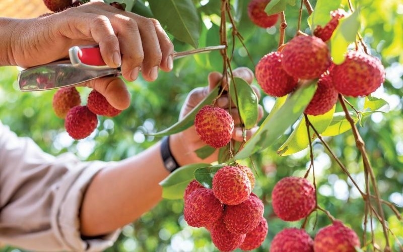 Sự thật về tác dụng "bổ khí huyết" của vải thiều dưới góc nhìn khoa học