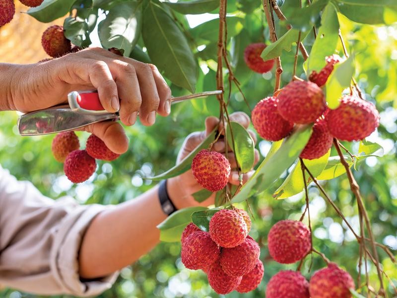 Sự thật về tác dụng 