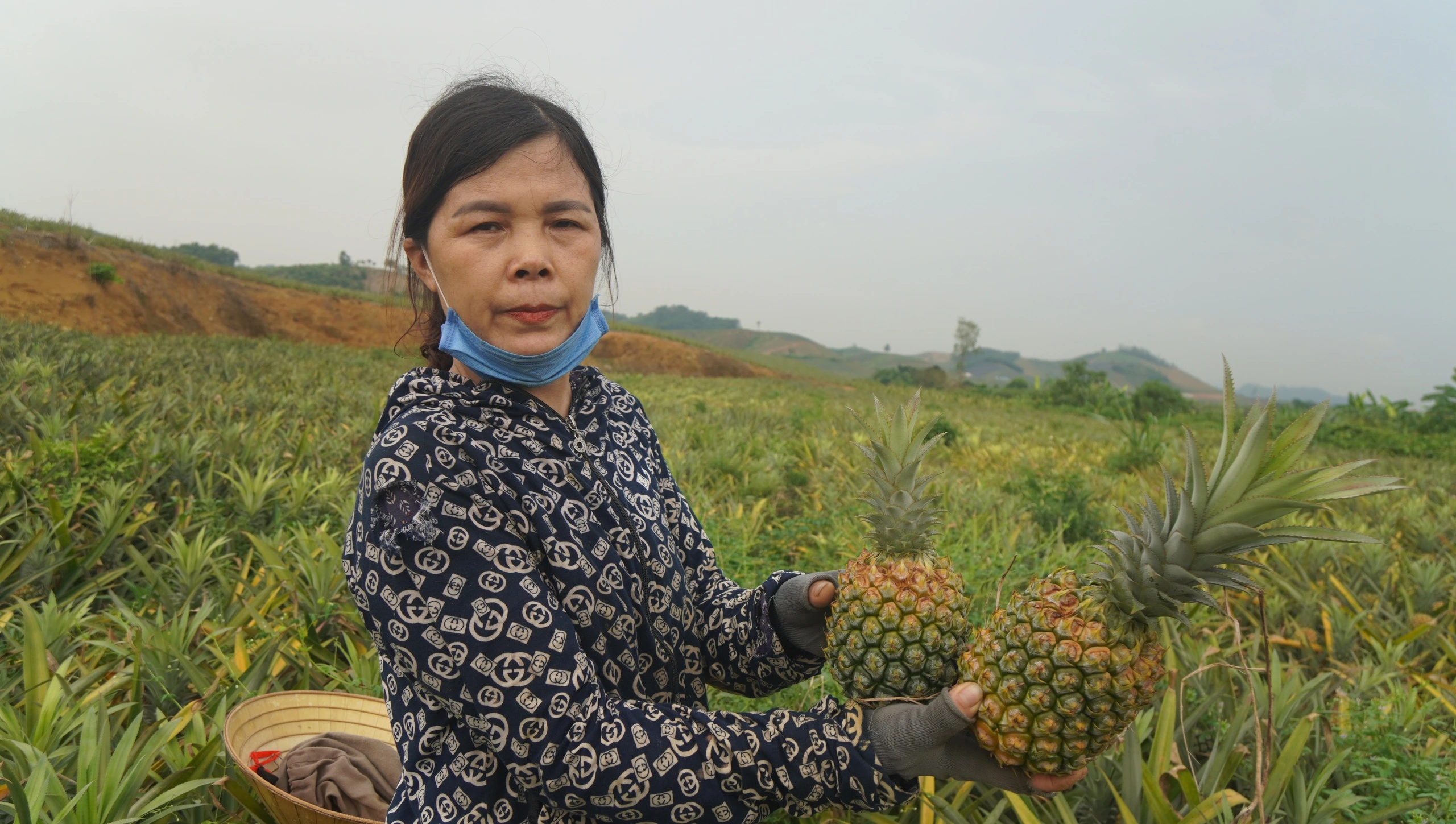 Sau sâu bệnh, người trồng dứa Thanh Hóa tiếp tục lao đao vì giá rớt và nắng nóng Sau sâu bệnh, người trồng dứa Thanh Hóa tiếp tục lao đao vì giá rớt và nắng nóng