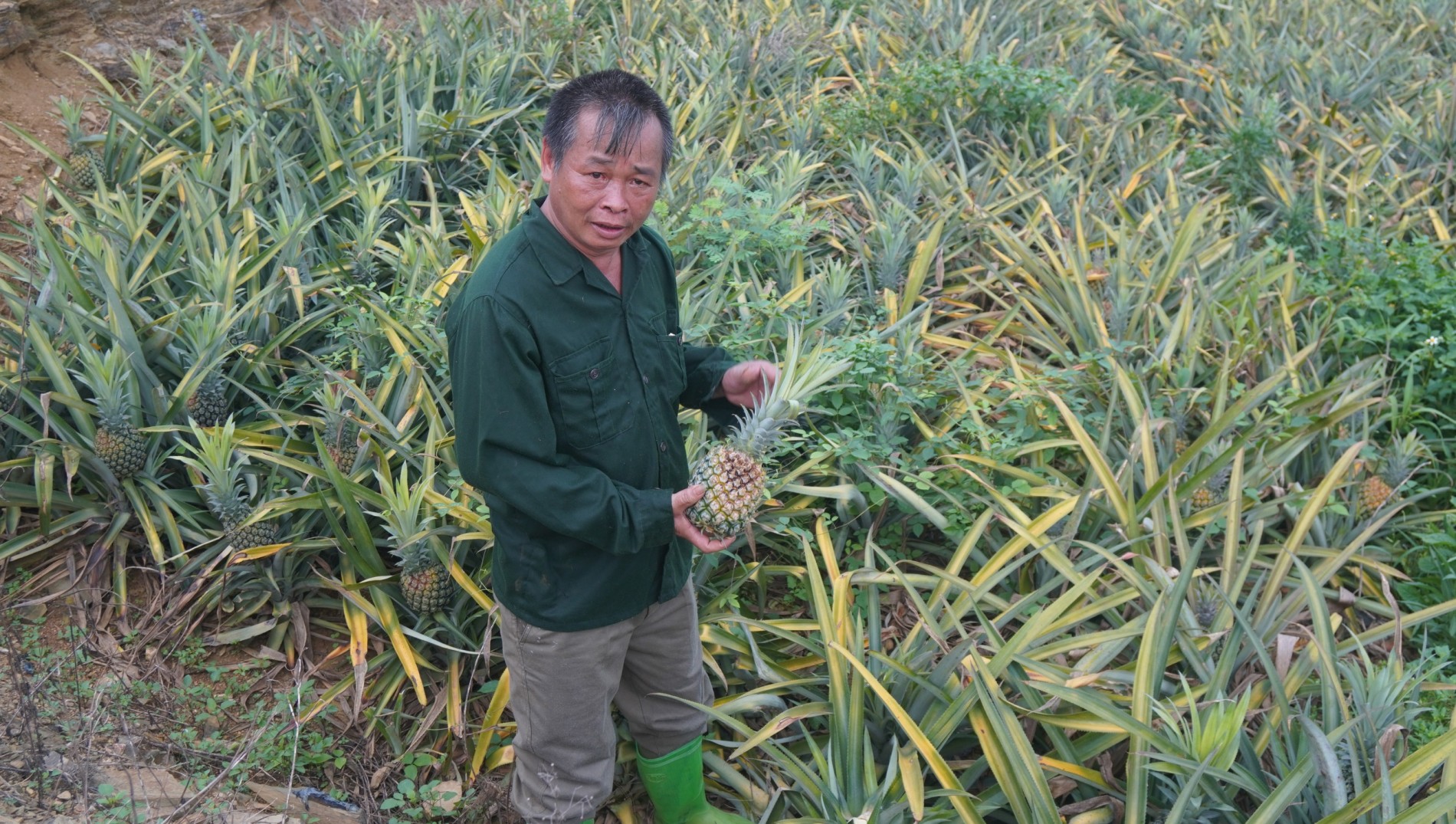 Sau sâu bệnh, người trồng dứa Thanh Hóa tiếp tục lao đao vì giá rớt và nắng nóng Sau sâu bệnh, người trồng dứa Thanh Hóa tiếp tục lao đao vì giá rớt và nắng nóng