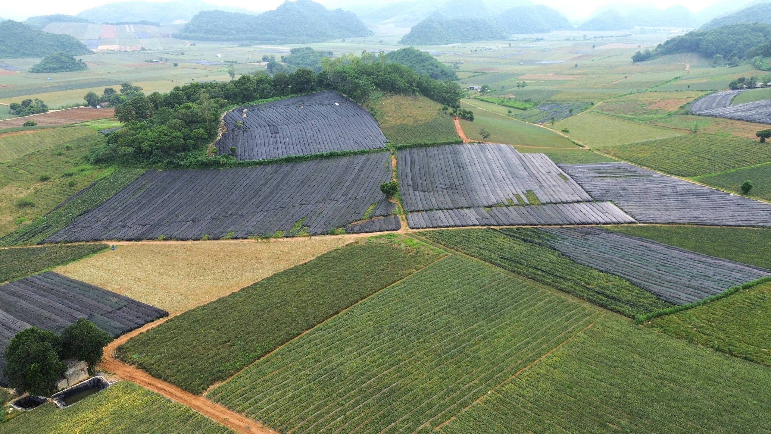 Sau sâu bệnh, người trồng dứa Thanh Hóa tiếp tục lao đao vì giá rớt và nắng nóng Sau sâu bệnh, người trồng dứa Thanh Hóa tiếp tục lao đao vì giá rớt và nắng nóng