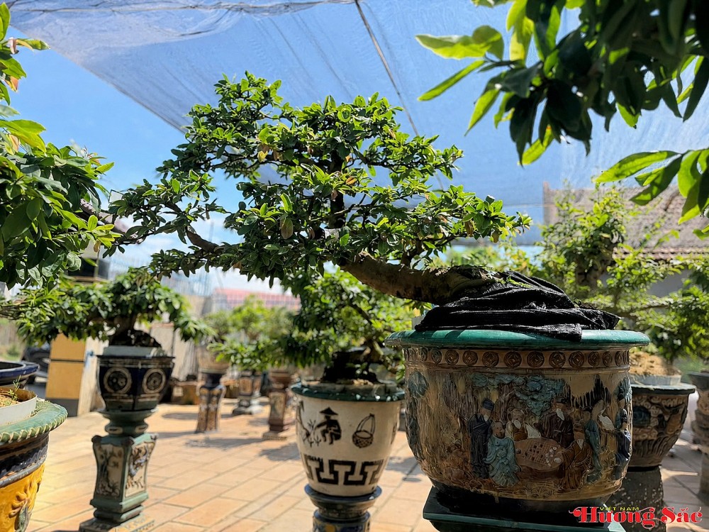 Nghệ nhân Trần Thiện: Kỳ công giữ “hồn” mai xưa trong những chậu gốm cổ Nghệ nhân Trần Thiện: Kỳ công giữ “hồn” mai xưa trong những chậu gốm cổ
