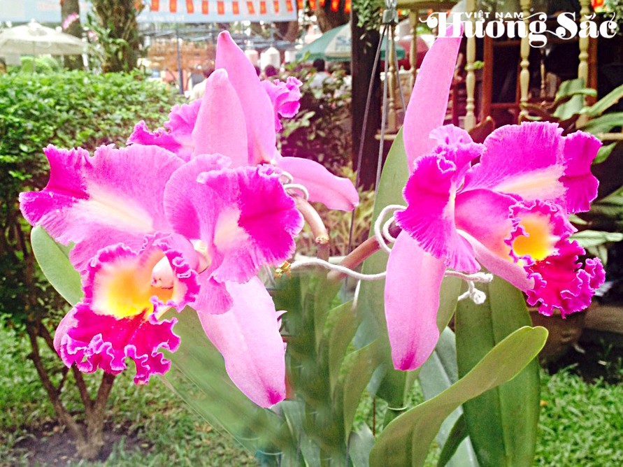 Ghi thẻ lan chuẩn quốc tế: Chìa khóa cho nhà vườn, kinh doanh và hội thi