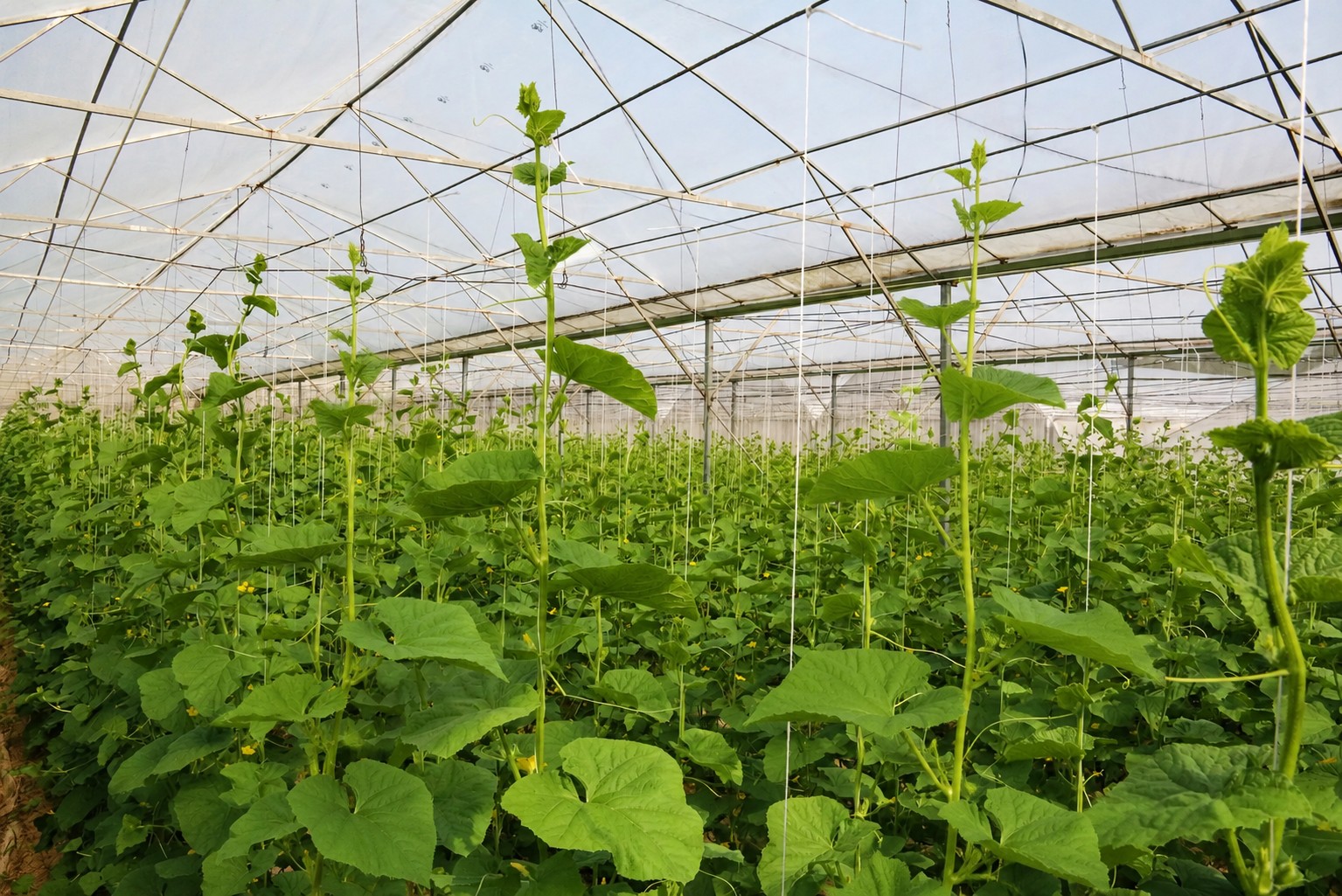 Chi 10 tỷ đồng làm nông nghiệp sạch, kỹ sư Nghệ An gặt trái ngọt Chi 10 tỷ đồng làm nông nghiệp sạch, kỹ sư Nghệ An gặt trái ngọt