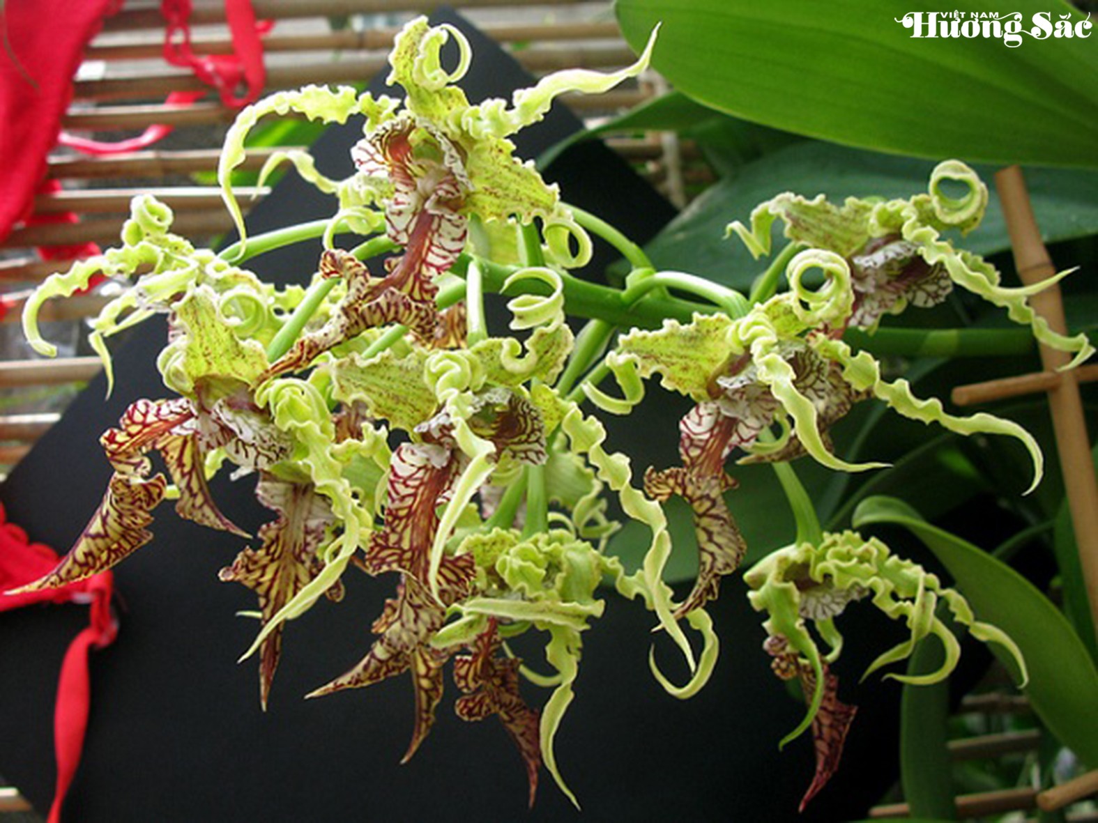 Dendrobium spectabile: Vẻ đẹp độc đáo của hoa lan vùng biển đảo
