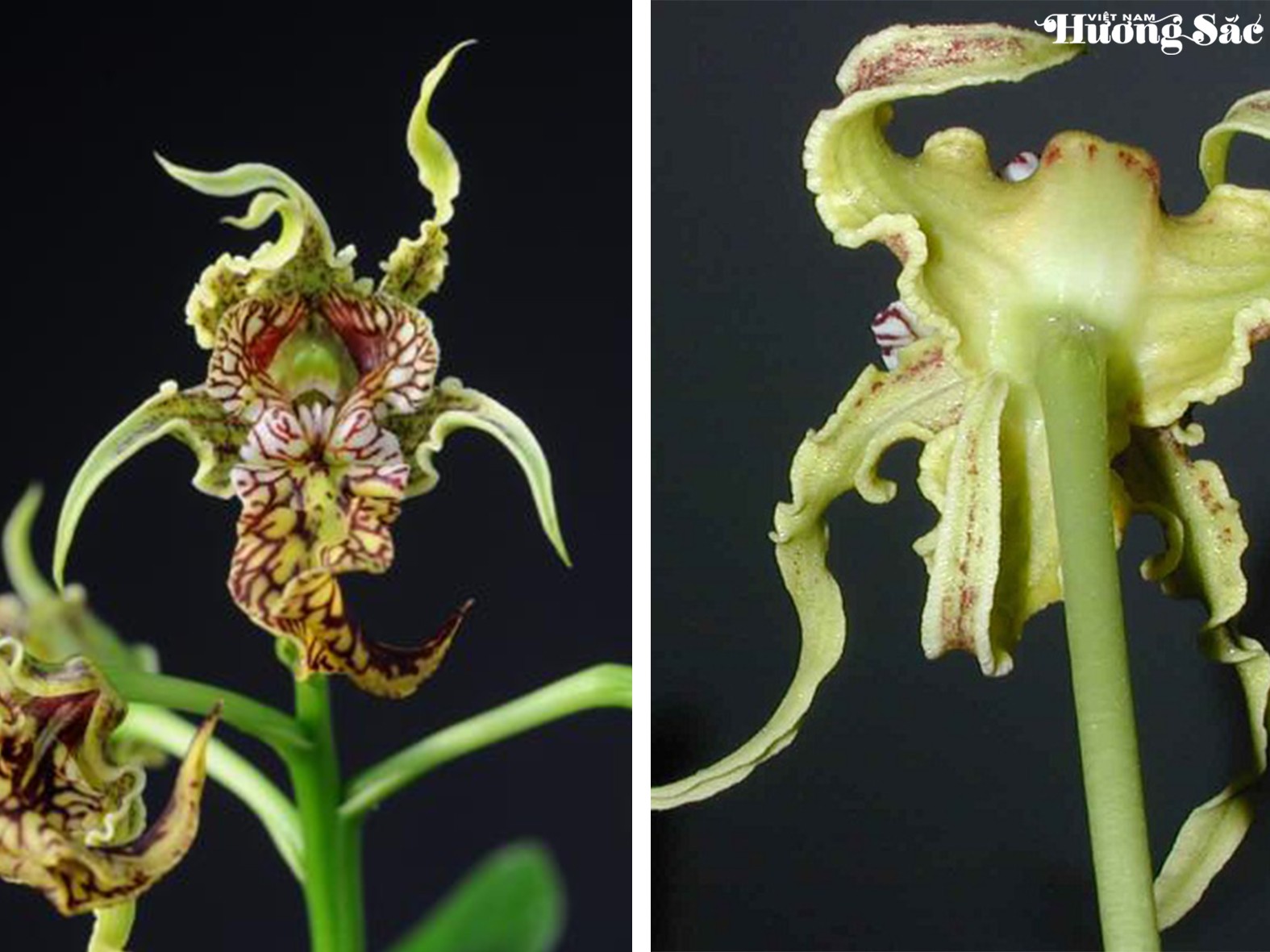 Dendrobium spectabile: Vẻ đẹp độc đáo của hoa lan vùng biển đảo