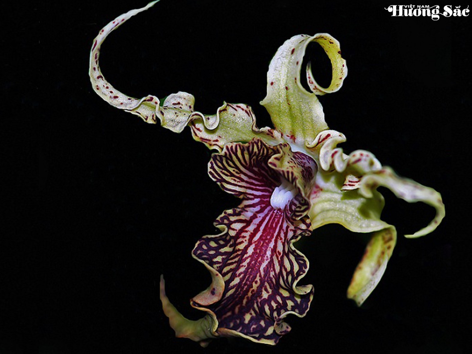 Dendrobium spectabile: Vẻ đẹp độc đáo của hoa lan vùng biển đảo