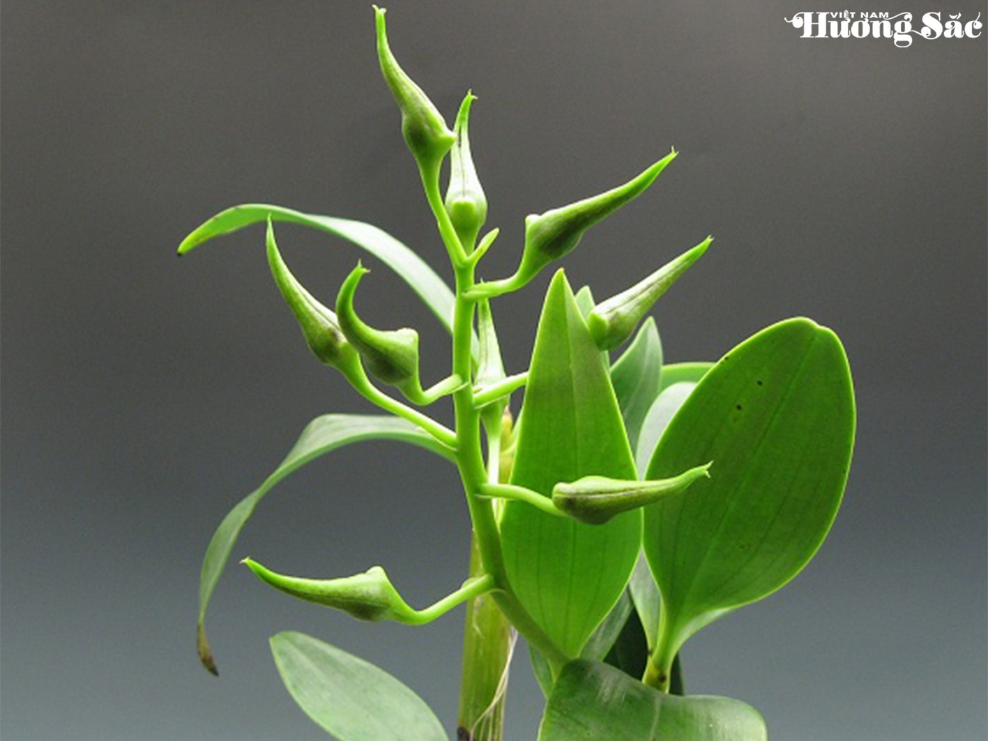 Dendrobium spectabile: Vẻ đẹp độc đáo của hoa lan vùng biển đảo