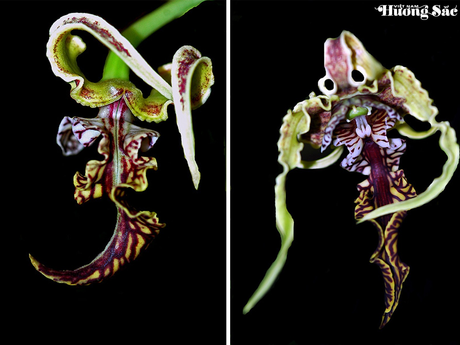 Dendrobium spectabile: Vẻ đẹp độc đáo của hoa lan vùng biển đảo