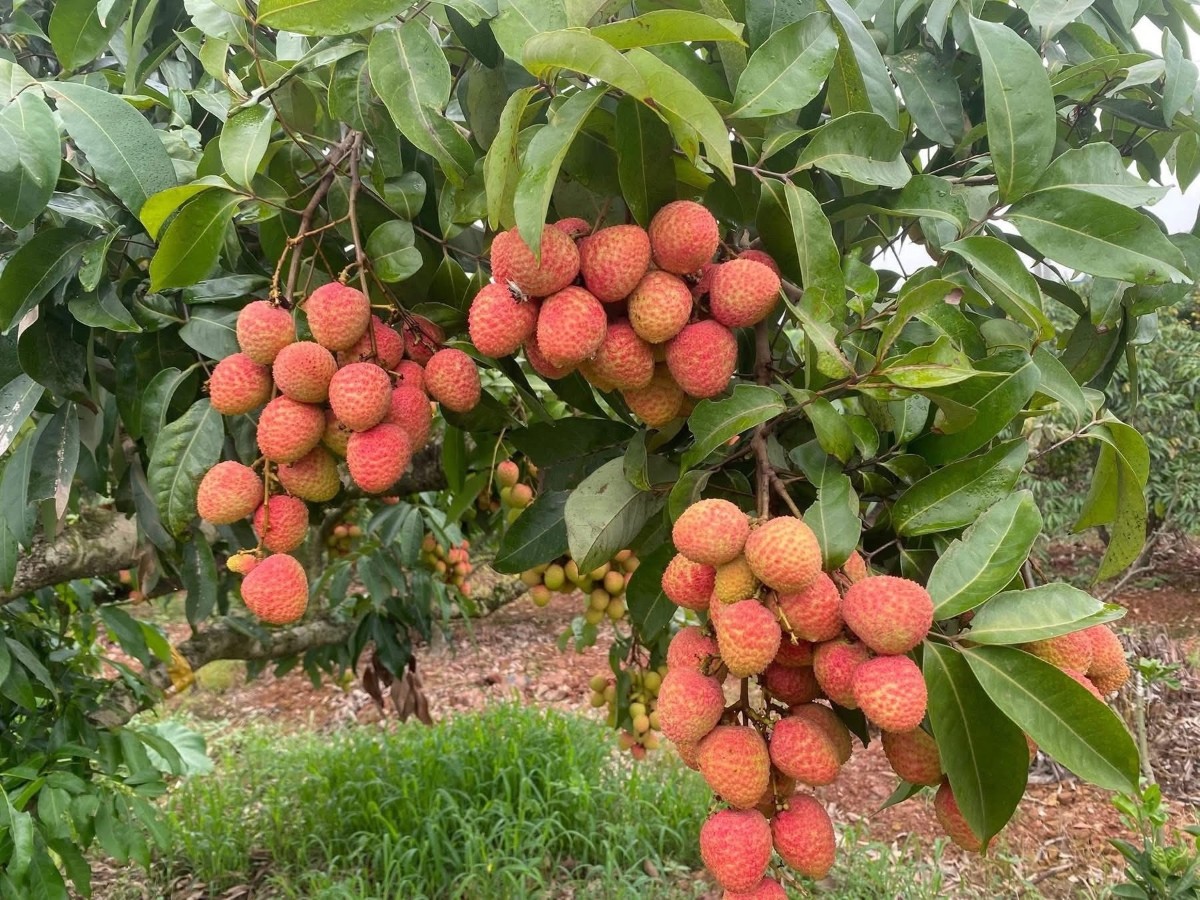 Vải thiều khan hàng, giá bán lẻ tăng cao trên toàn thị trường Vải thiều khan hàng, giá bán lẻ tăng cao trên toàn thị trường