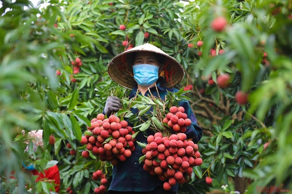 Vải thiều khan hàng, giá bán lẻ tăng cao trên toàn thị trường Vải thiều khan hàng, giá bán lẻ tăng cao trên toàn thị trường