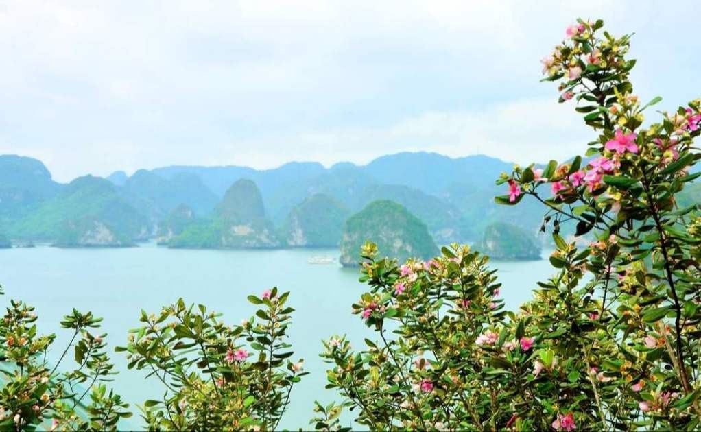 Hòn đảo ẩn giữa vịnh Hạ Long bất ngờ lọt danh sách 100 bãi biển đẹp nhất hành tinh Hòn đảo ẩn giữa vịnh Hạ Long bất ngờ lọt danh sách 100 bãi biển đẹp nhất hành tinh
