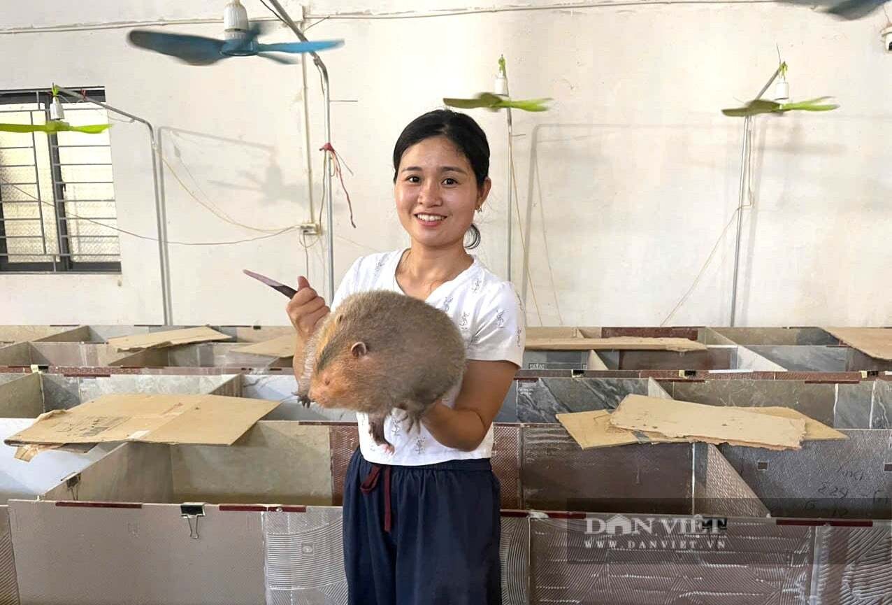 Nuôi dúi trong chuồng mát, nông dân Nghệ An thu lợi nhuận hàng trăm triệu đồng