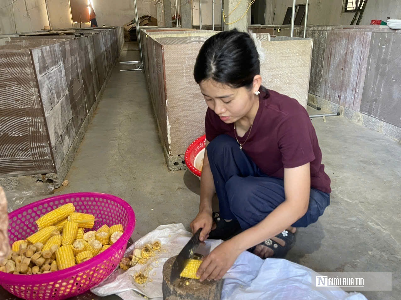 Nuôi dúi trong chuồng mát, nông dân Nghệ An thu lợi nhuận hàng trăm triệu đồng