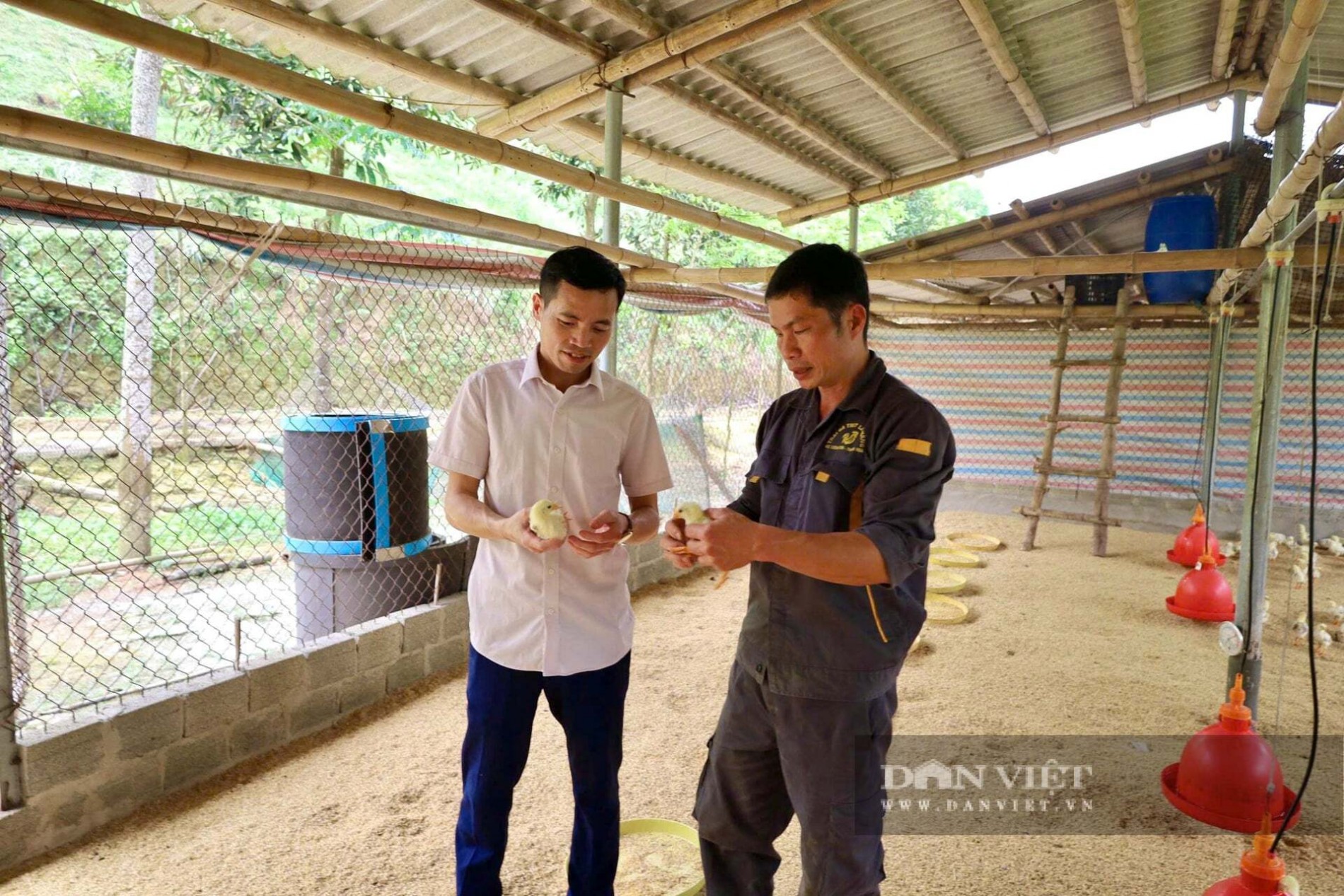 Hành trình gây dựng trang trại 14.000 con gà của người nông dân vùng cao xứ Thanh Hành trình gây dựng trang trại 14.000 con gà của người nông dân vùng cao xứ Thanh