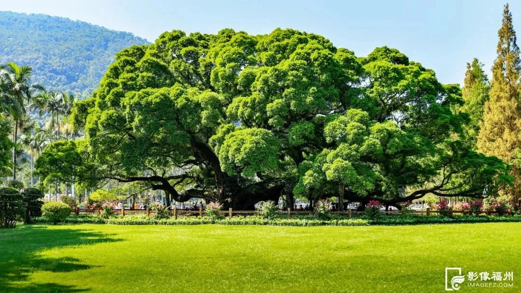 Cây đa cổ thụ gần 1.000 năm tuổi ở Trung Quốc: Một cây che mát cả nghìn người
