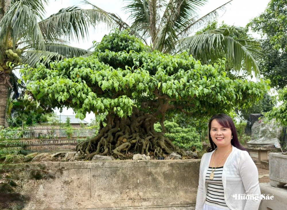 Những điều cần biết về hồ sơ nguồn gốc và lưu thông cây cảnh theo quy định hiện hành Những điều cần biết về hồ sơ nguồn gốc và lưu thông cây cảnh theo quy định hiện hành